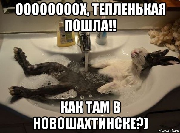 Оставь коту побольше воды картинка