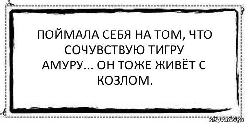 Поймала себя на том, что сочувствую тигру
Амуру... он тоже живёт с козлом. 