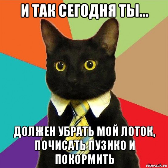 и так сегодня ты... должен убрать мой лоток, почисать пузико и покормить, Мем  Кошечка