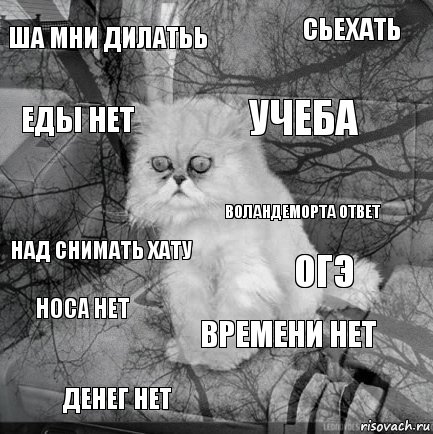 ша мни дилатьь огэ учеба денег нет над снимать хату сьехать времени нет еды нет носа нет воландеморта ответ, Комикс  кот безысходность