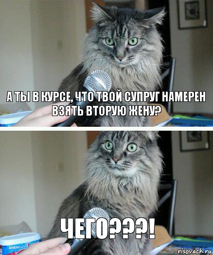 А ты в курсе, что твой супруг намерен
Взять вторую жену? Чего???!, Комикс  кот с микрофоном