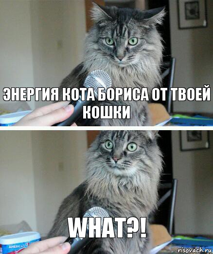 ЭНЕРГИЯ КОТА БОРИСА ОТ ТВОЕЙ КОШКИ WHAT?!, Комикс  кот с микрофоном