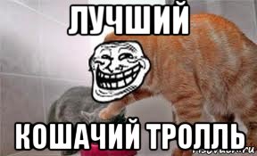 лучший кошачий тролль, Мем Котэйко