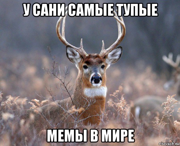 у сани самые тупые мемы в мире