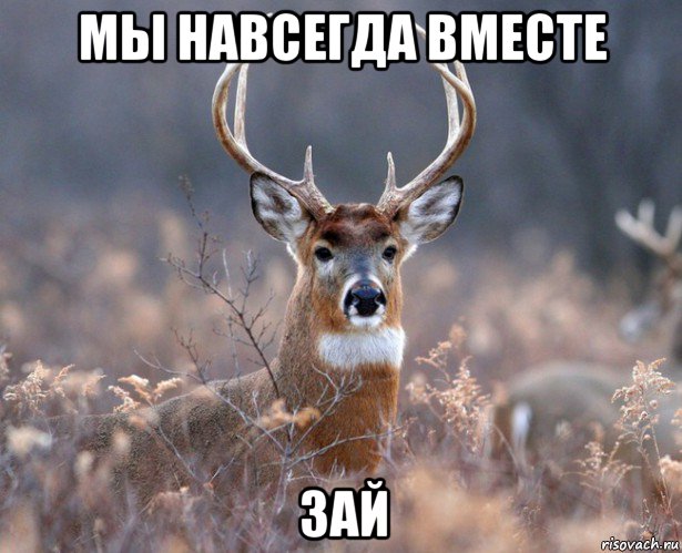 мы навсегда вместе зай