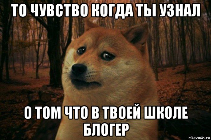 то чувство когда ты узнал о том что в твоей школе блогер, Мем SAD DOGE