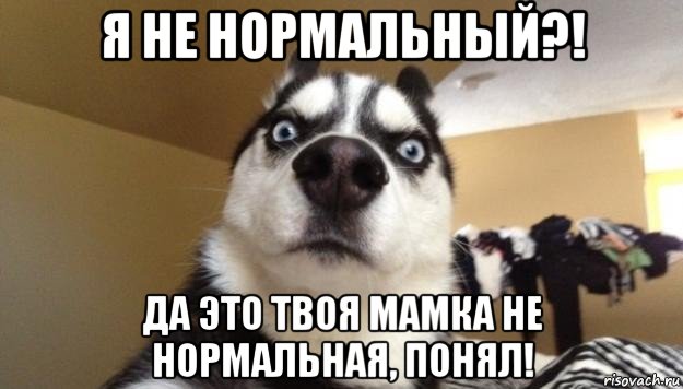 я не нормальный?! да это твоя мамка не нормальная, понял!, Мем  Собака-удивляка