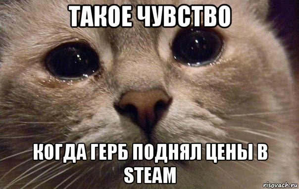 такое чувство когда герб поднял цены в steam, Мем   В мире грустит один котик