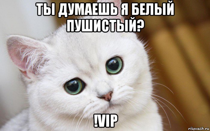 ты думаешь я белый пушистый? !vip, Мем  В мире грустит один котик