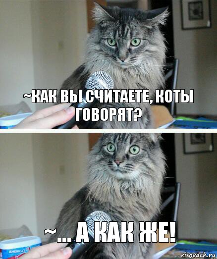 ~Как вы считаете, коты говорят? ~... А как же!, Комикс  кот с микрофоном