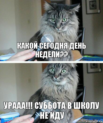 Какой сегодня день недели?? УРААА!!! СУББОТА В ШКОЛУ НЕ ИДУ, Комикс  кот с микрофоном