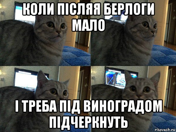 коли післяя берлоги мало і треба під виноградом підчеркнуть, Мем  Кот в шоке