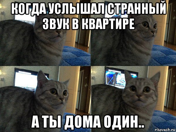 Странные звуки дома. Мемы с котами. Мемы про котов. Когда один дома. Мемы с котами звуки.