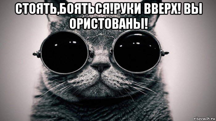 стоять,бояться!руки вверх! вы ористованы! , Мем Котоматрица