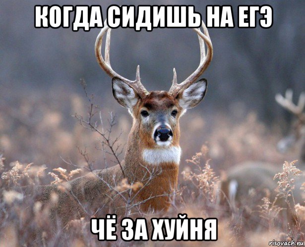 когда сидишь на егэ чё за хуйня