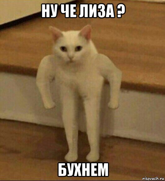 ну че лиза ? бухнем, Мем  Полукот