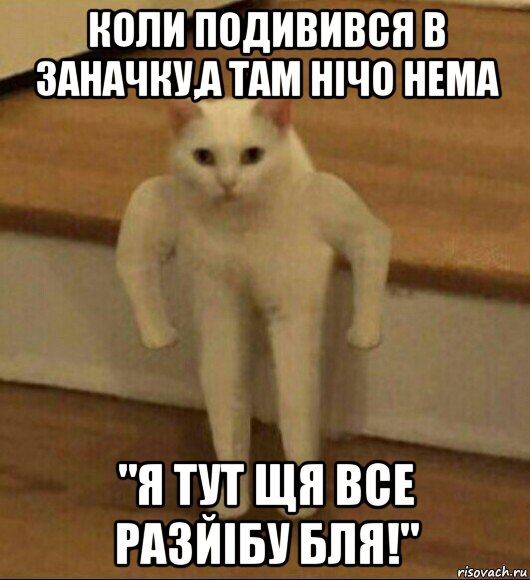 коли подивився в заначку,а там нічо нема "я тут щя все разйібу бля!", Мем  Полукот