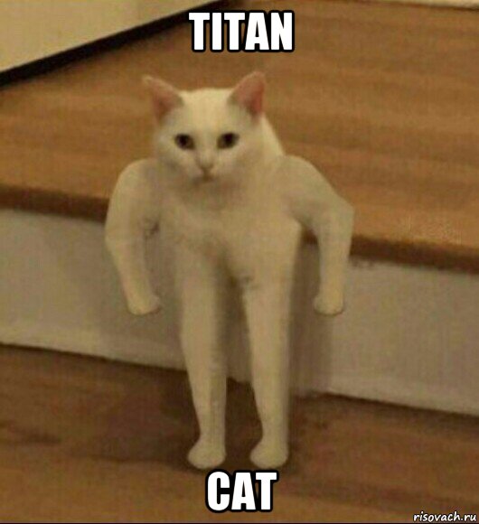 titan cat, Мем  Полукот