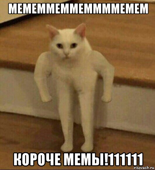 мемеммеммеммммемем короче мемы!111111, Мем  Полукот