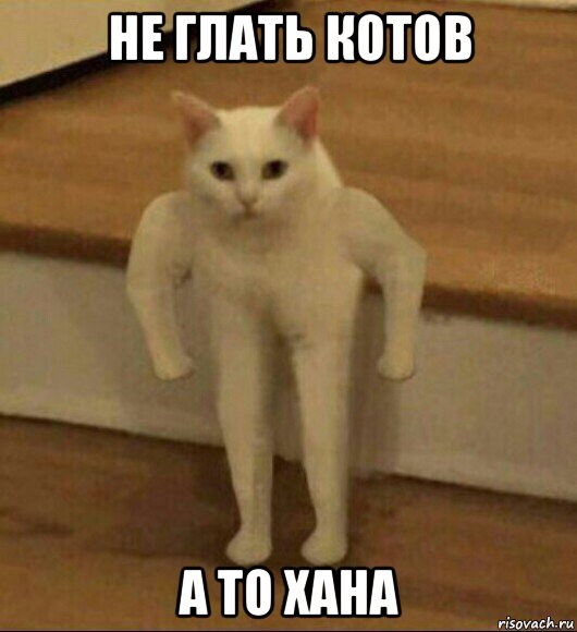 не глать котов а то хана, Мем  Полукот