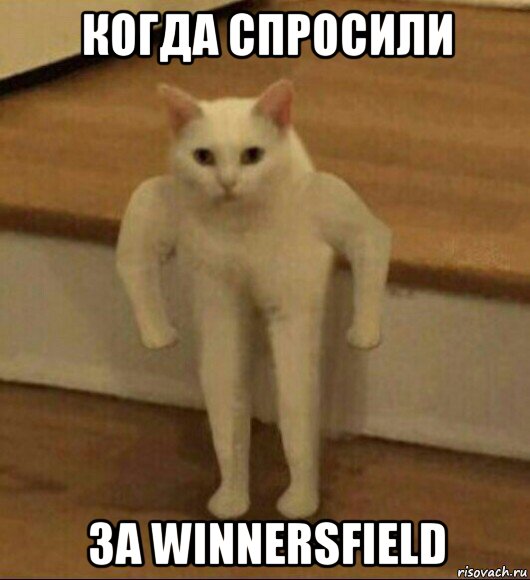 когда спросили за winnersfield, Мем  Полукот