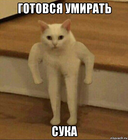 готовся умирать сука, Мем  Полукот