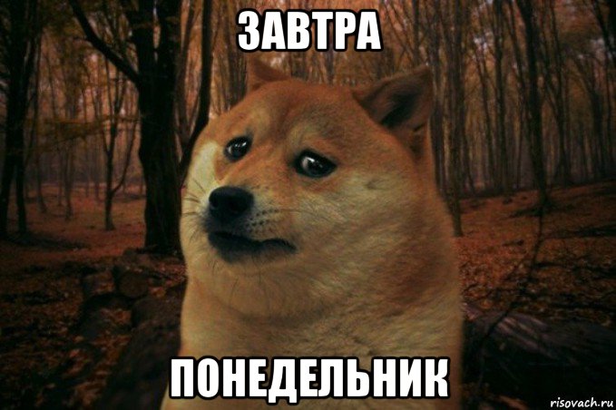 завтра понедельник, Мем SAD DOGE