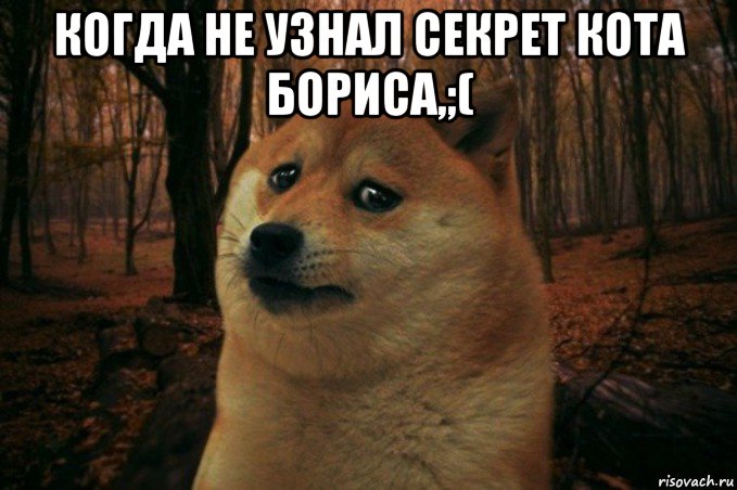 когда не узнал секрет кота бориса,;( , Мем SAD DOGE