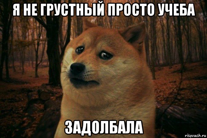 я не грустный просто учеба задолбала, Мем SAD DOGE