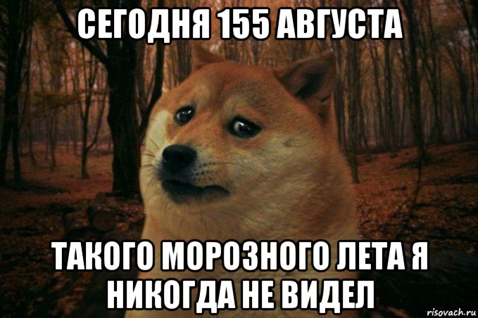 сегодня 155 августа такого морозного лета я никогда не видел, Мем SAD DOGE