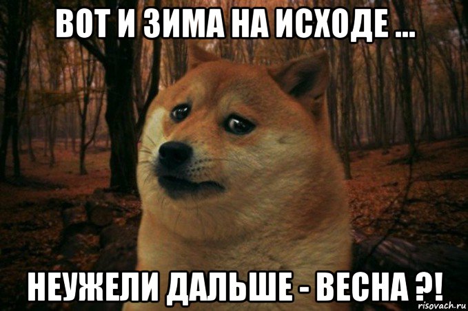 вот и зима на исходе ... неужели дальше - весна ?!, Мем SAD DOGE