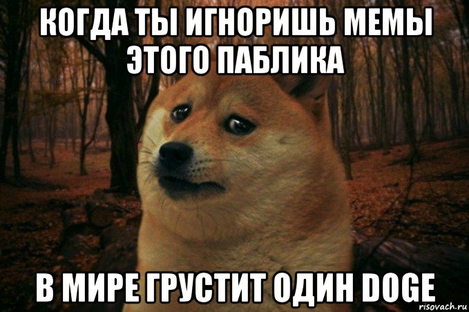 когда ты игноришь мемы этого паблика в мире грустит один doge, Мем SAD DOGE