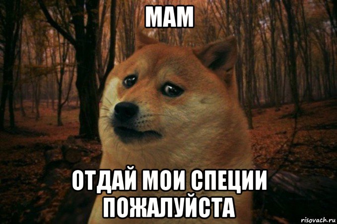 мам отдай мои специи пожалуйста, Мем SAD DOGE