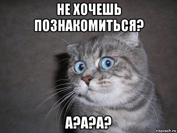 не хочешь познакомиться? а?а?а?, Мем  удивлённый кот