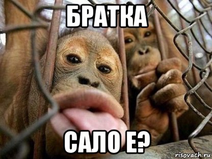 братка сало е?