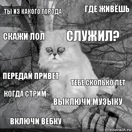 Ты из какого города тебе сколько лет служил? включи вебку передай привет где живёшь выключи музыку скажи лол когда стрим , Комикс  кот безысходность