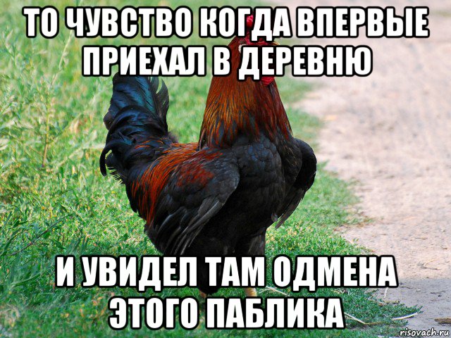 то чувство когда впервые приехал в деревню и увидел там одмена этого паблика, Мем петух