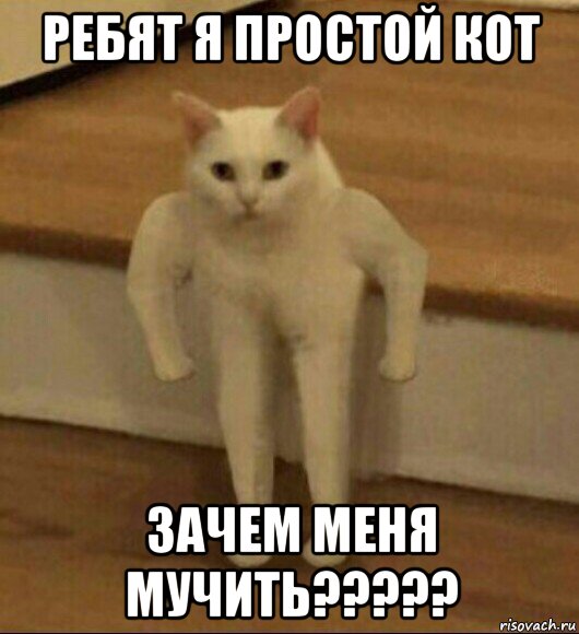 ребят я простой кот зачем меня мучить?????, Мем  Полукот