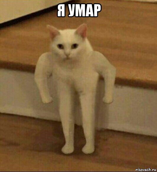 я умар , Мем  Полукот