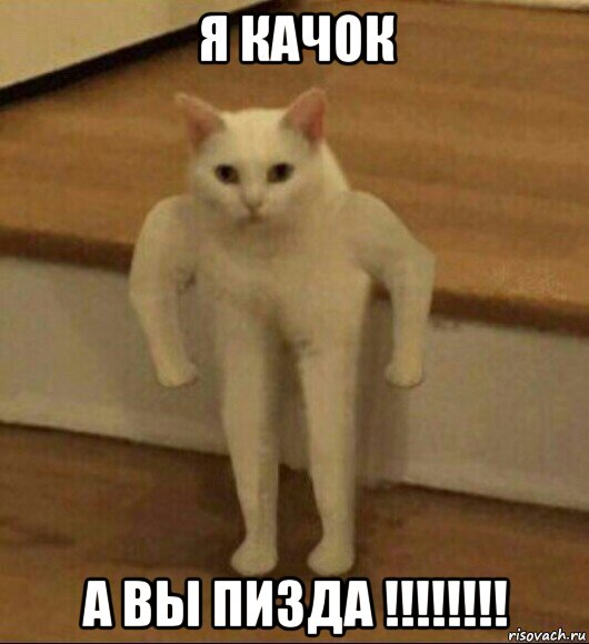 я качок а вы пизда !!!!!!!!, Мем  Полукот