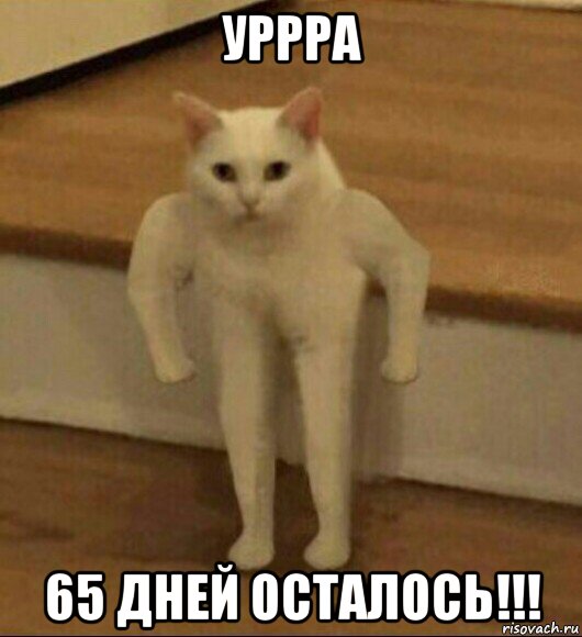 уррра 65 дней осталось!!!, Мем  Полукот