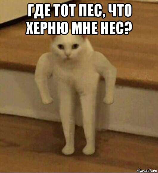 где тот пес, что херню мне нес? , Мем  Полукот