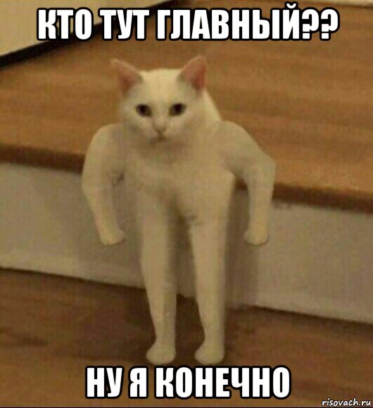 кто тут главный?? ну я конечно, Мем  Полукот