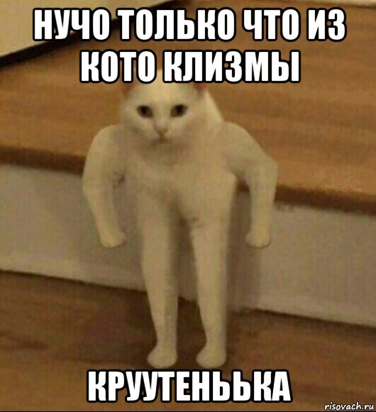 нучо только что из кото клизмы круутеньька, Мем  Полукот