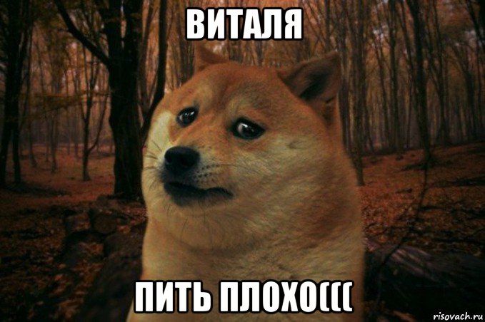 виталя пить плохо(((, Мем SAD DOGE