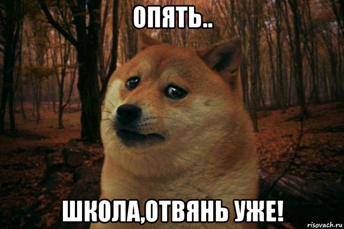 опять.. школа,отвянь уже!, Мем SAD DOGE