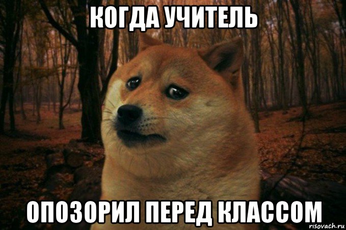 когда учитель опозорил перед классом, Мем SAD DOGE