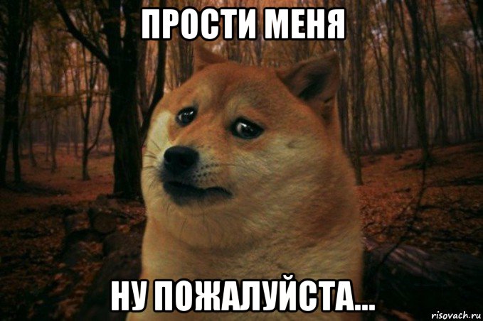 прости меня ну пожалуйста..., Мем SAD DOGE