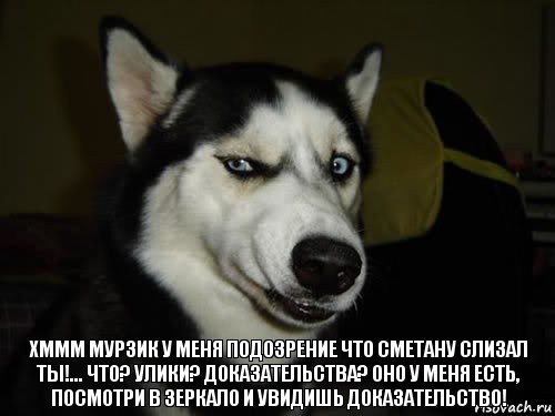 Хммм Мурзик у меня подозрение что сметану слизал ты!... Что? Улики? Доказательства? Оно у меня есть, посмотри в зеркало и увидишь доказательство!, Комикс  Собака подозревака