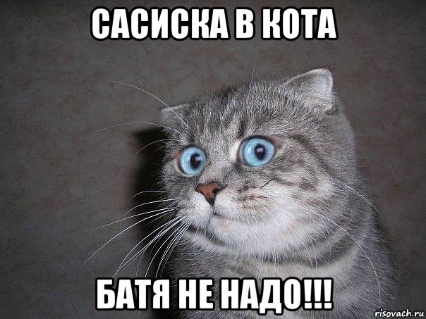 сасиска в кота батя не надо!!!, Мем  удивлённый кот